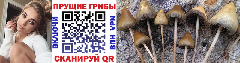 дарнет шоп  Сельцо  Галлюциногенные грибы Psilocybine cubensis 